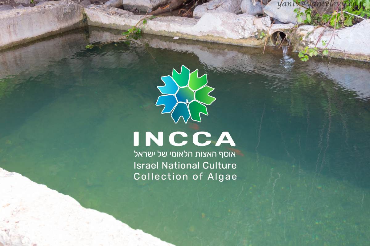 About INCCA